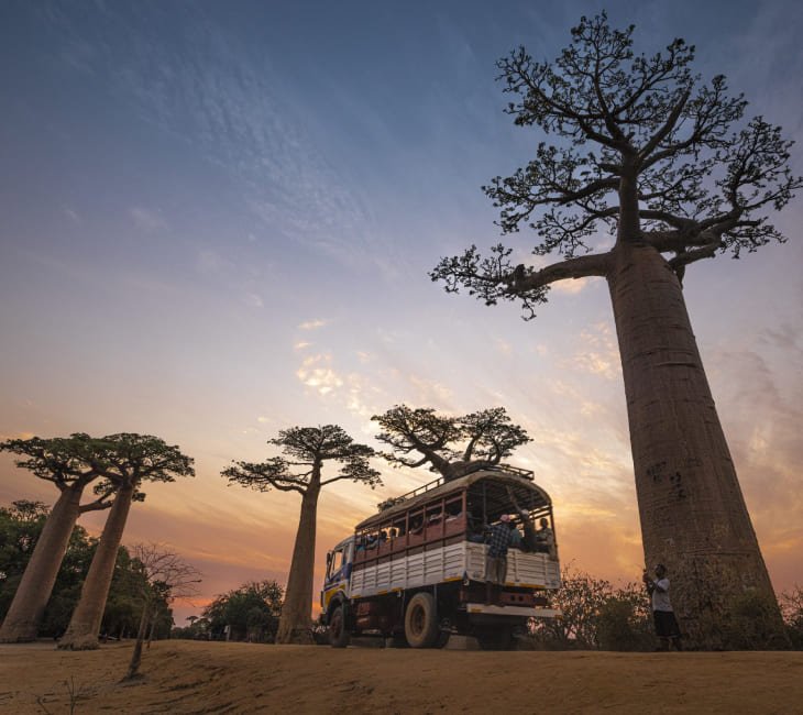 Allée des Baobab Madagascar