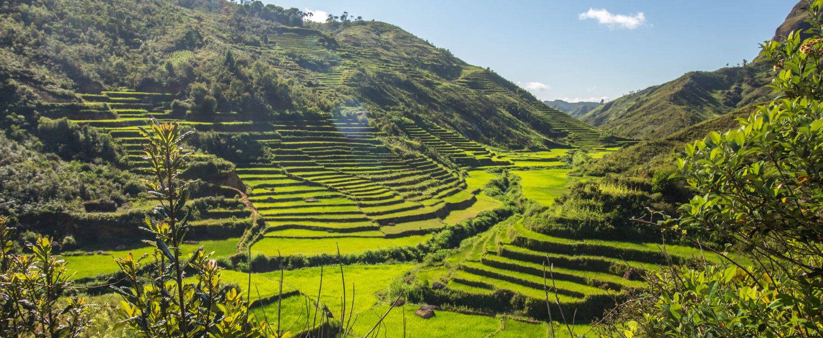 Rizière de Madagascar
